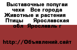 Выставочные попугаи чехи - Все города Животные и растения » Птицы   . Ярославская обл.,Ярославль г.